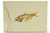 Bargain, Fossil Fish (Knightia) - Wyoming #340834-1